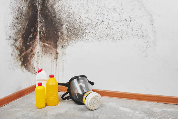 Reliable El Sobrante, CA Mold Remediation Solutions