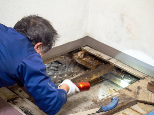 Best Residential Mold Remediation in El Sobrante, CA