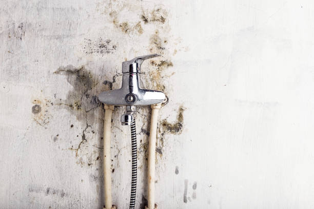 Reliable El Sobrante, CA Mold Remediation Solutions