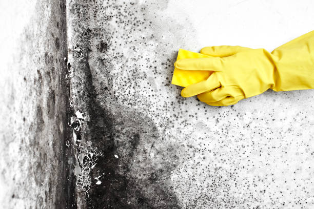 Best Residential Mold Remediation in El Sobrante, CA