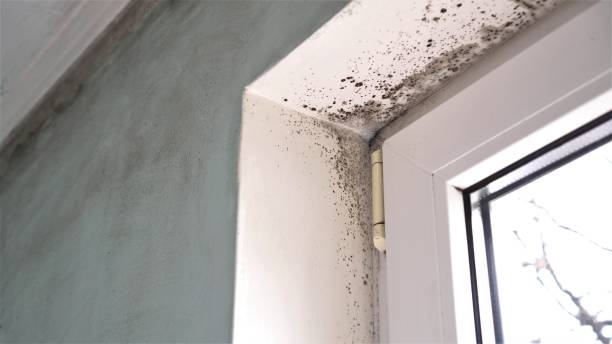 Best Residential Mold Remediation in El Sobrante, CA