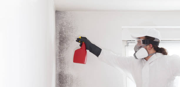 Best Bathroom Mold Remediation in El Sobrante, CA