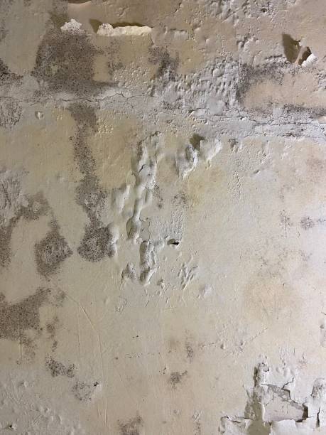 Best Black Mold Remediation in El Sobrante, CA