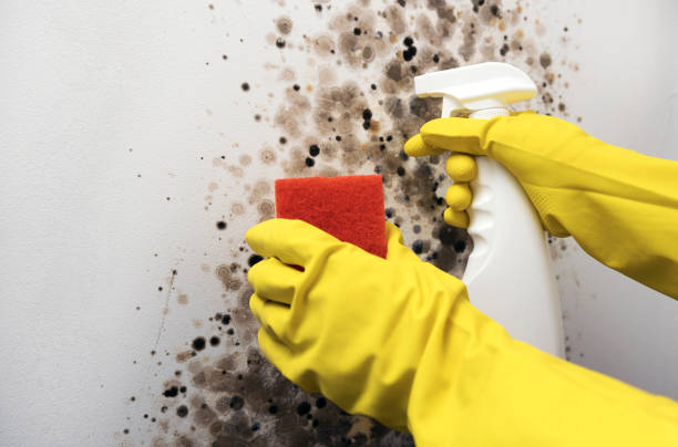 Best Crawl Space Mold Remediation in El Sobrante, CA
