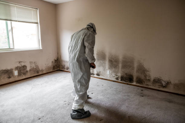 Best Localized Mold Remediation (e.g., coastal areas, humid climates) in El Sobrante, CA